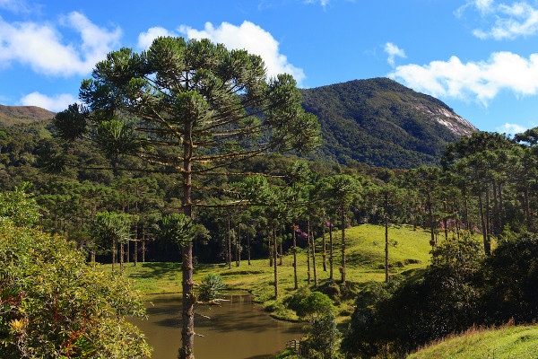 Mata de araucárias, região de ocorrência do clima subtropical, um dos 11 tipos de clima que existem no mundo.