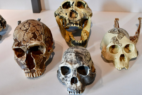 Quatro crânios de diferentes espécies de seres humanos em referência à evolução humana.