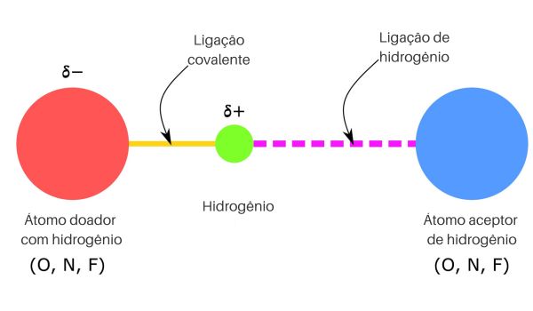 Círculos e linhas representando a ligação de hidrogênio, causada por forças intermoleculares.