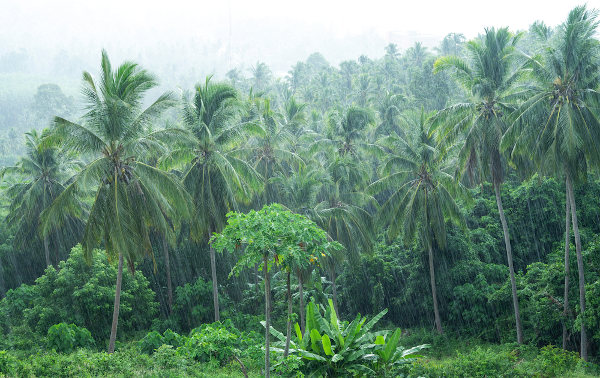 Chuva caindo sobre árvores típicas da vegetação floresta de monções.