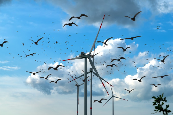 Aves sobrevoando turbinas em alusão aos impactos negativos da energia eólica.