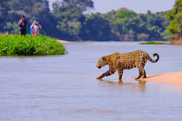 Onça-pintada, animal do Pantanal, sendo observada por turistas em seu habitat.