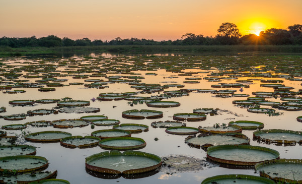 Vitórias-régias em uma paisagem natural do Pantanal, um dos focos do turismo no Brasil.