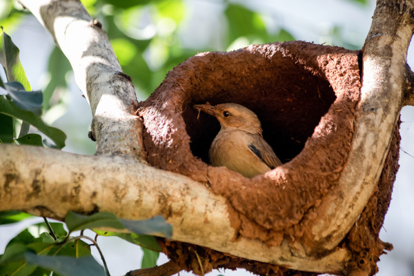 João-de-barro em seu ninho, o pássaro que protagoniza uma lenda que faz parte da cultura do Centro-Oeste.