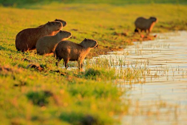 Conjunto de capivaras vivendo em uma área do Pantanal, um exemplo de população, um dos níveis de organização da Ecologia.