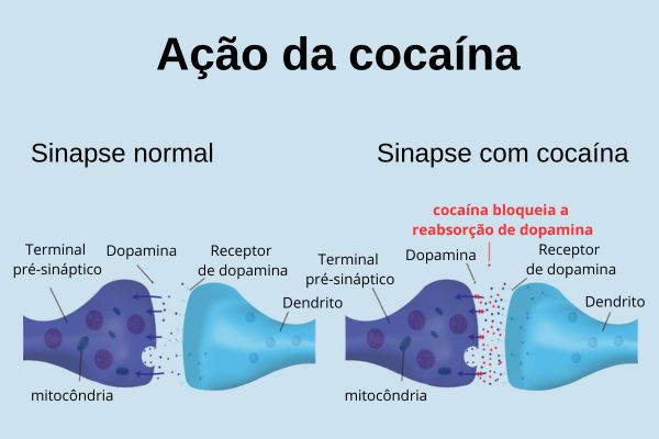 Esquema ilustrativo da ação da cocaína no organismo.