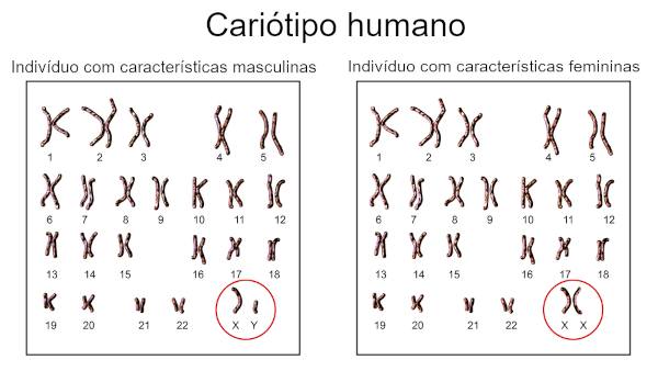 Cariótipo humano, de um indivíduo do sexo masculino e de um indivíduo do sexo feminino, formado por 23 pares de cromossomos.