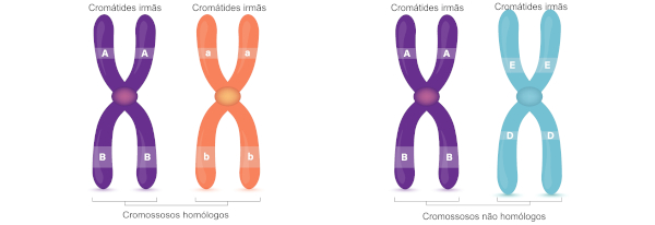 Ilustração mostrando a diferença entre comossomos homólogos e cromossomos não homólogos.