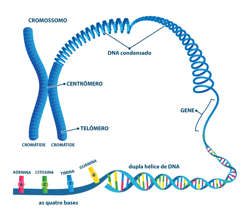Imagem mostrando como os genes estão localizados nos cromossomos.