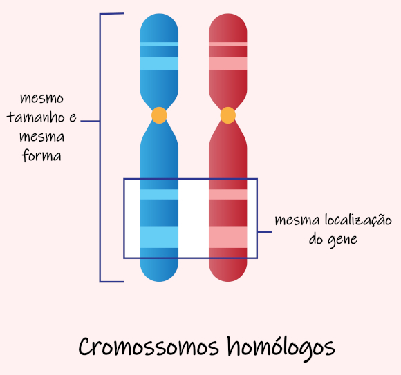 Imagem representativa da estrutura dos cromossomos, que podem ser cromossomos homólogos.