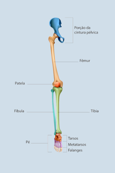 Ilustração indicando os ossos dos membros inferiores, uma das divisões dos ossos do corpo humano.