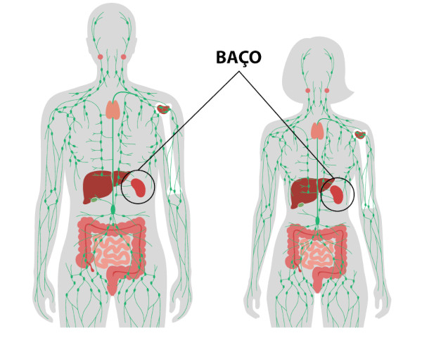 Esquema ilustrativo do sistema linfático, com destaque para o baço.