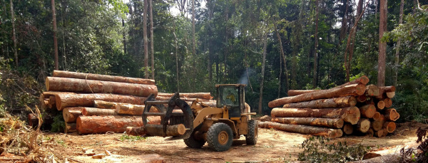 Área da Amazônia Legal sendo desmatada.