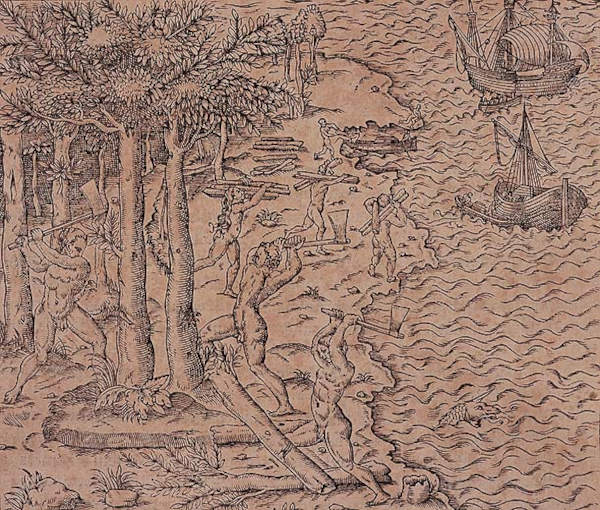 Gravura do século XVI representando a derrubada de pau-brasil, matéria-prima central no contexto do ciclo do pau-brasil.