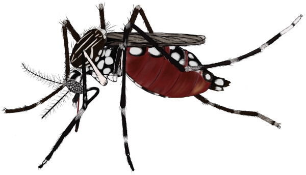 Representação gráfica do Aedes aegypti, transmissor da dengue, da chikungunya, da zika e, ainda, da febre amarela.