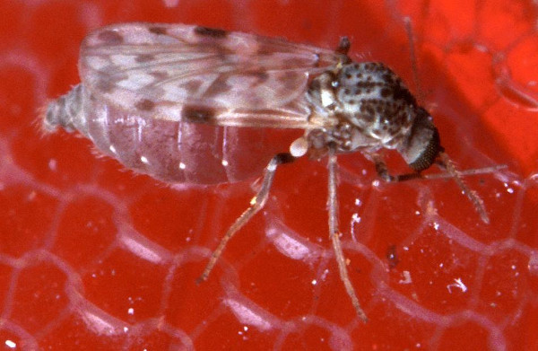Mosquito Culicoides sonorensis, do mesmo gênero do mosquito causador da febre do oropouche, o Culicoides paraensis.