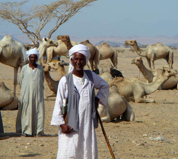 Beduínos e camelos no deserto, adeptos do nomadismo.