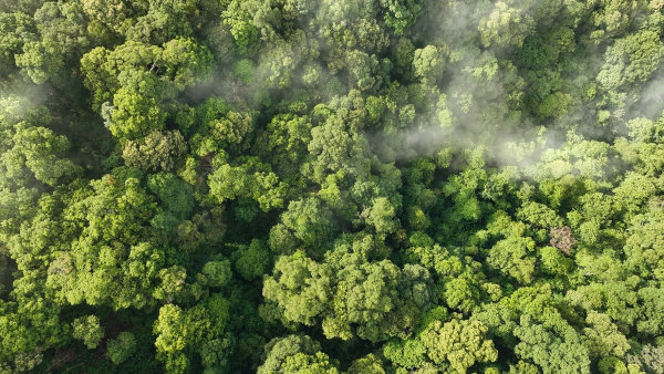 Vista superior de uma floresta, uma alusão à retirada de dióxido de carbono (CO₂) do ambiente para realizar a fotossíntese.
