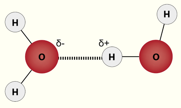 Ligações de hidrogênio, uma das forças intermoleculares que são cobradas no Enem.