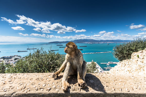 Macaco na região do estreito de Gibraltar, parte da única população de macacos selvagens que existe no continente europeu.