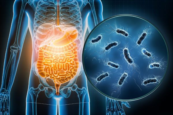 Ilustração do instestino humano e à frente a representação da bactéria Escherichia coli.