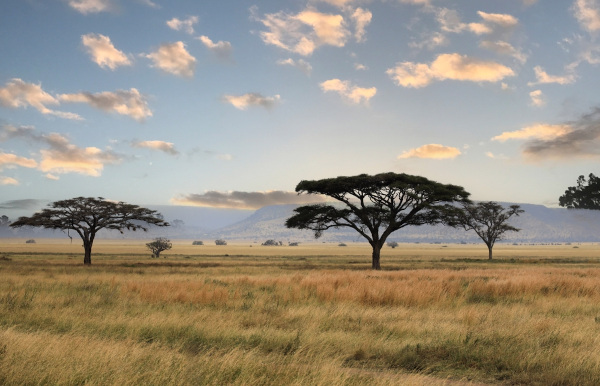 Paisagem natural no bioma Savana, um dos biomas do mundo.