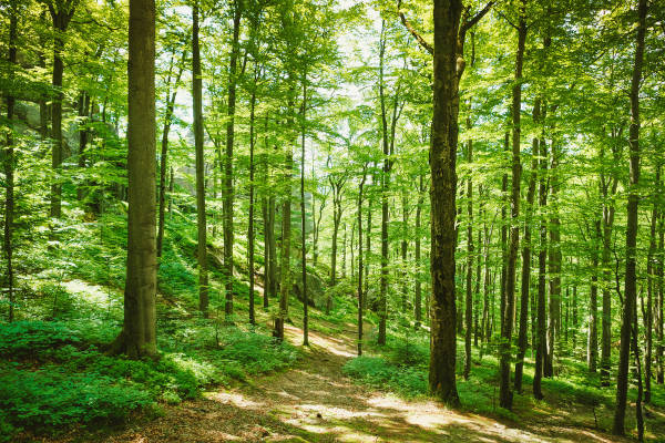 Árvores na floresta temperada.