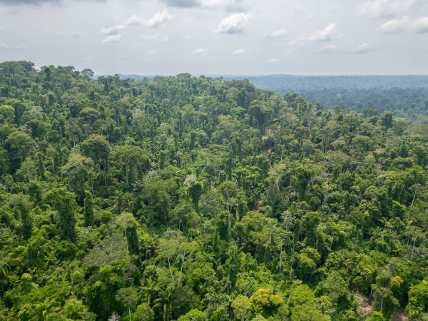 Floresta Amazônica, um dos tipos de vegetação do Brasil.