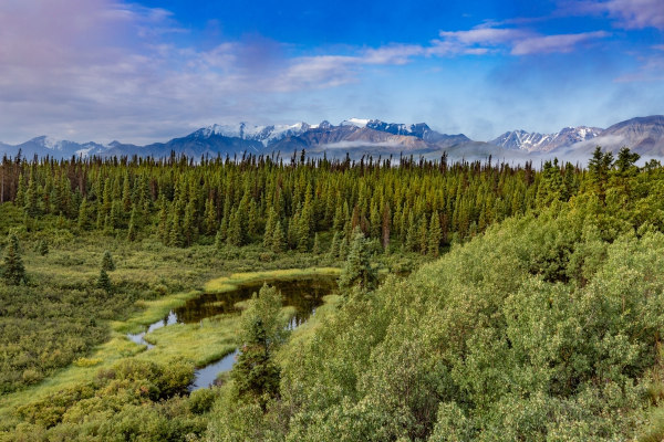 Floresta boreal, um dos tipos de vegetação do mundo.