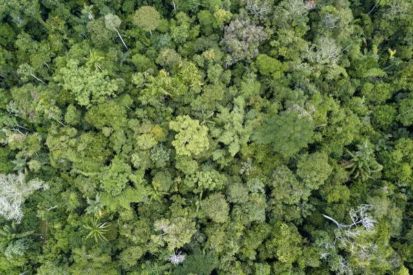 Floresta tropical