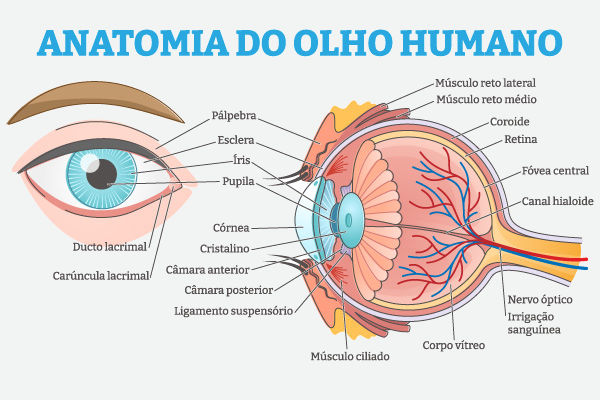 Anatomia do olho humano, estrutura responsável pela visão, um dos cinco sentidos.