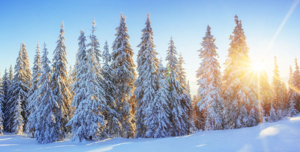 Floresta de coníferas coberta de neve, bioma em que predominam gimnospermas.