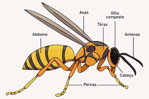 Partes do corpo (anatomia) de um inseto. 