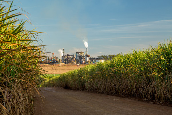 Plantação de cana-de-açúcar próxima a uma indústria de açúcar, parte importante da história da economia do Brasil.