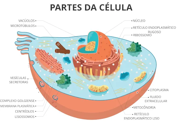 Partes de uma célula