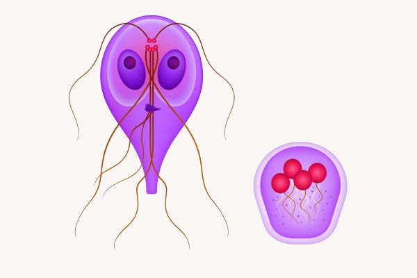 O protozoário infecta o intestino grosso do hospedeiro, causando dores abdominais, diarreia, febre e perda de peso Trofozoíto e o cisto (forma inativa) de Giardia intestinalis, protozoário causador da doença giardíase.