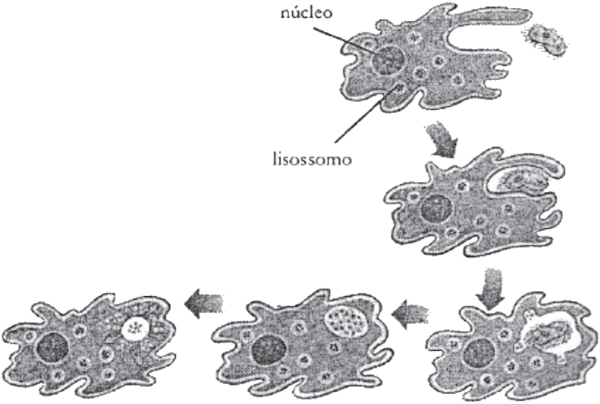 Organização estrutural de uma ameba em questão da Unicentro