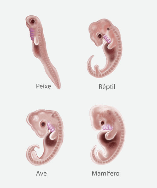 Imagem comparativa de quatro embriões de espécies diferentes, uma evidência da teoria da evolução.