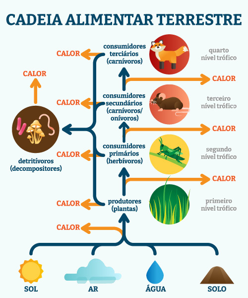 Níveis tróficos e organismos da cadeia alimentar terrestre.