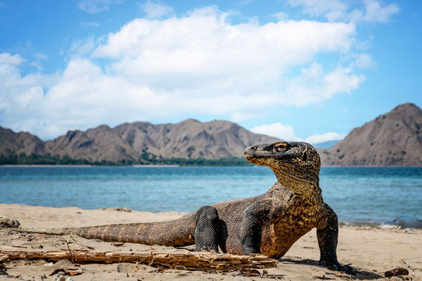 Dragão-de-komodo, maior lagarto de que se tem conhecimento, encontrado na Indonésia, um dos países do Sudeste Asiático.
