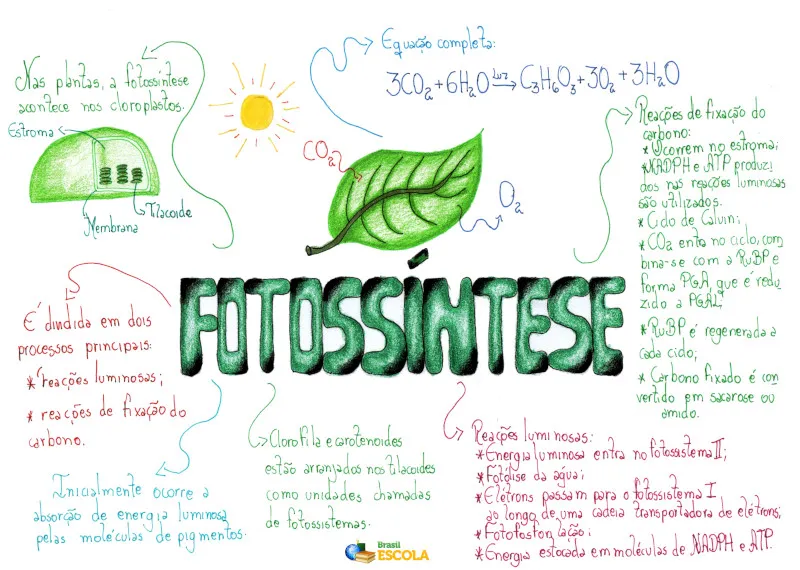 Mapa mental sobre Fotossíntese