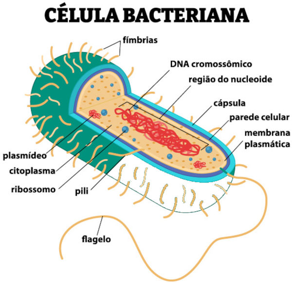 Estrutura de uma bactéria, organismo de células procariontes.