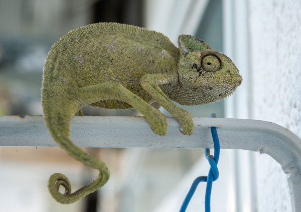 Camaleão-comum (Chamaeleo chamaeleon), um dos tipos de camaleão.