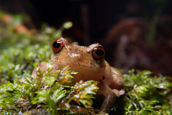 Peixes, um dos grupos dos animais vertebrados. Representante dos anfíbios, um dos grupos dos animais vertebrados.