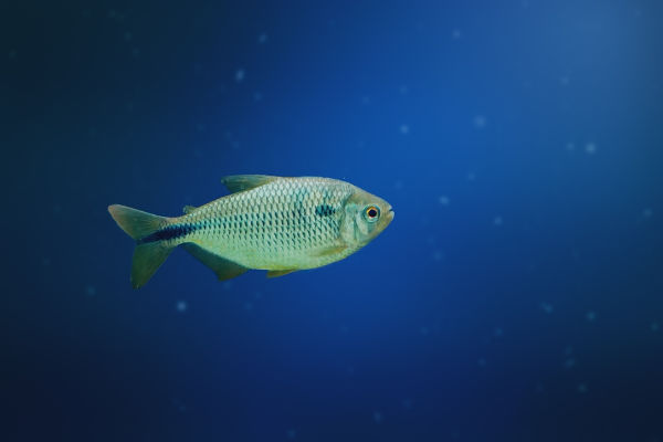 Lambari (peixe), um dos animais da Mata Atlântica.