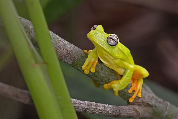 Perereca-araponga (anfíbio), um dos animais da Mata Atlântica.