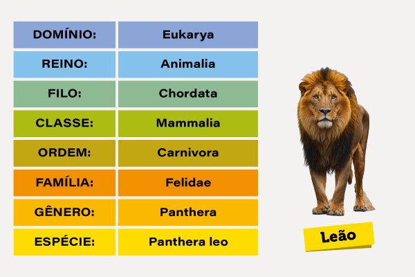 Taxonomia do leão, exemplo de classificação de seres vivos.