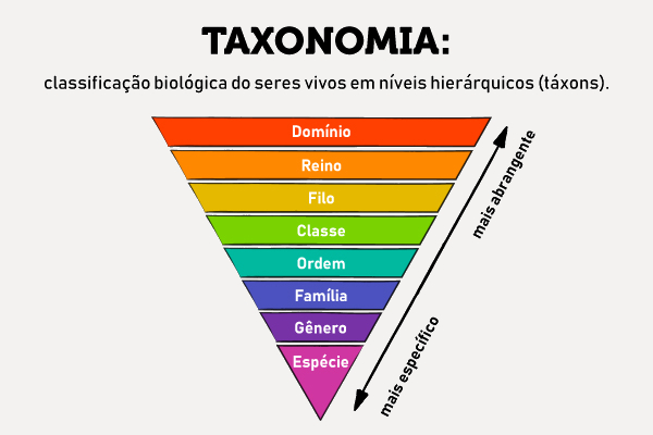 Pirâmide de classificação dos seres vivos ou taxonomia. [imagem_principal]