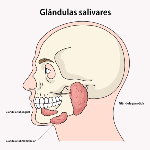 Ilustração da face lateral de um ser humano com três glândulas salivares.