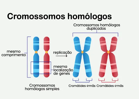 Ilustração de cromossomos simples e duplicados em texto sobre mitose e meiose.